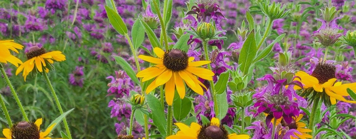 Transform Your Yard with the Beauty of Wildflowers, Grasses, and Native Plants