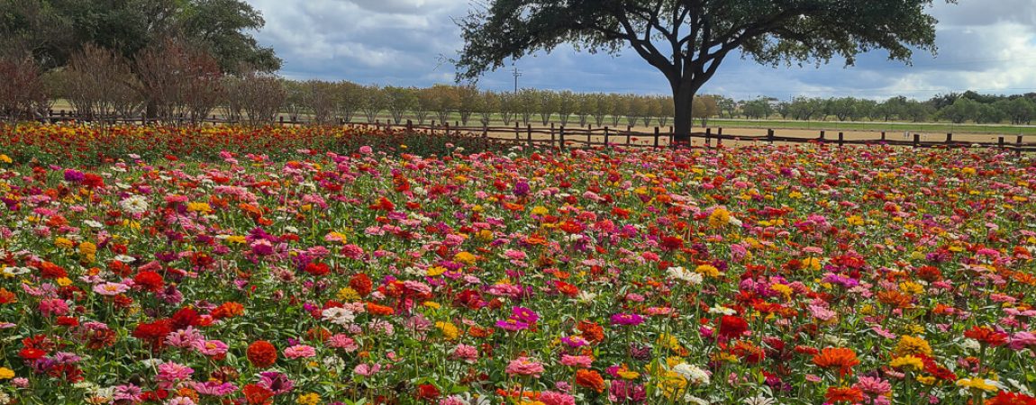 What is so special about wildflowers in Texas?
